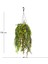 Askılı Saksıda Sarmaşık Yeşil 120 Cm. 4