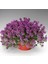 Yayılıcı Kekik Tohumu Yerörtücü Kekik Creeping Thyme (Ort. 200 Adet Tohum) 3