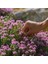 Yayılıcı Kekik Tohumu Yerörtücü Kekik Creeping Thyme (Ort. 200 Adet Tohum) 5