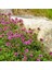 Yayılıcı Kekik Tohumu Yerörtücü Kekik Creeping Thyme (Ort. 200 Adet Tohum) 6