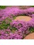 Yayılıcı Kekik Tohumu Yerörtücü Kekik Creeping Thyme (Ort. 200 Adet Tohum) 7