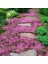Yayılıcı Kekik Tohumu Yerörtücü Kekik Creeping Thyme (Ort. 200 Adet Tohum) 8