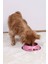 Renkli Metal Mama ve Su Kabı, 16 Cm, Kedi ve Köpekler Için Şık Tasarım 3