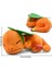 Peluş Bebekler Planking Uyuyan Ateş Püskürten Ejderha Tyrannosaurus Rex Oyuncak Bebek (Yurt Dışından) 1