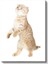 Meraklı Yavru Kedi - Sevimli Duruş Cam Tablo 2