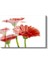 Kırmızı Gerbera - Beyaz Fonda Minimalist Tasarım Cam Tablo 2