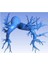 Pulmoner Arterler (Insan) (Sadece Plastik Aparattır) 3D 1