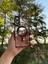 Samsung Galaxy S25 Edge Uyumlu Kamera Lens Korumalı Magsefe Özellikli Şeffaf Silikon Kılıf 3