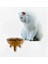 Yeşil Kedi Mama ve Su Kabı, Şık ve Sağlıklı Tasarım 3