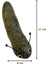 Özel Kedi Oyuncağı Kedi Otlu Benekli Tırtıl 4-17 cm Yeşil Fırsat!!! 2