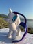 PONY AT PELUŞ OYUNCAK 2