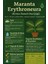 Maranta Erythroneura, Dua Çiçeği – Canlı Kırmızı Damar, Modern Iç Mekan Bitkisi 4