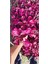 Çingene Şalvarı ( Irisine Herbisti ) Kırmızı Renkli 10-20 cm 2