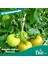 Salkım Tutucu J Baston 500 Adet - Bsr Garden 3