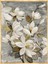Manolya Çiçeği Yağlı Boya Dokulu Tablo Gold Çerçeve 50X70 cm 2
