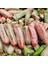 Nadir Ata Tohumları Jalapeno Farmers Biber Tohumu (10 Tohum) 1