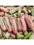 Nadir Ata Tohumları Jalapeno Farmers Biber Tohumu (10 Tohum) 3