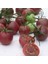 Çikolata Cherry Domates Tohumu (15 Tohum) 2