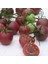 Çikolata Cherry Domates Tohumu (15 Tohum) 4