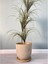 Klasik Saksı Tabaklı 38 cm x 40 cm Lily Taş -Beyaz-Gold Taş Beyaz Gold 1