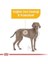 Royal Canin Adult Maxi Dermacomfort Yetişkin Köpek Maması 12 kg 3