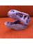 Düşük Poli T-Rex Kafatası (Sadece Plastik Aparattır!!!) 3D 3