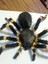 Tüylü Tarantula (Buzdolabı Mıknatıs) (Sadece Plastik Aparattır!!!) 3D 1