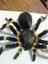 Tüylü Tarantula (Buzdolabı Mıknatıs) (Sadece Plastik Aparattır!!!) 3D 2