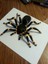 Tüylü Tarantula (Buzdolabı Mıknatıs) (Sadece Plastik Aparattır!!!) 3D 3
