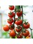 Cherry F1 Sırık Kiraz Domates Tohumu (10 Tohum) 1