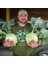 Ata Tohumları Geleneksel Giantl Kohlrabi (Alabaş) Tohumu (15 Tohum) 2