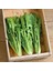 Italyan Mutfağına Özgü Geleneksel Catalogna Emerald Endive Tohumu (50 Tohum) 3