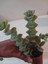 Ev/ofis Için Popüler Düğmeli Sukulent (Crassula Perforata)– Canlı, Saksılı & Modern Stil- 2'li 1