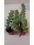 Ev/ofis Için Popüler Düğmeli Sukulent (Crassula Perforata)– Canlı, Saksılı & Modern Stil- 2'li 3