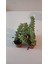 Ev/ofis Için Popüler Düğmeli Sukulent (Crassula Perforata)– Canlı, Saksılı & Modern Stil- 2'li 4