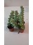 Ev/ofis Için Popüler Düğmeli Sukulent (Crassula Perforata)– Canlı, Saksılı & Modern Stil- 2'li 5