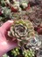 2'li Echeveria ‘lipstick’ Mini Sukulent- Canlı Kırmızı Kenarlı Etli Yaprak, Saksıda Masaüstü Bitkisi 1