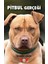 Pitbul Gerçeği 1
