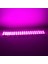 Modül LED 12V 1.5W Pembe Yanıp Sönen Parlak Tek Renk 2835 69 x 16 mm IP65 160-180LM 160 Derece 2