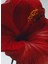 Red Hibiscus Cologne Intense 100ML 3