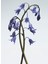 Wild Bluebell Cologne 100ML 3