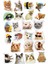 Kediler Sticker Telefon Laptop Notebook Tablet Defter Matara Stiker Etiket ST899 1
