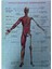2'li Eğitici Puzzle Set Türkiye Haritası 50 Parça ve Insan Anatomisi 60 Parça 3
