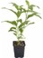 Cestrum Nocturnum Kokulu Melisa Çiçeği (Kolonya Çiçeği) 15-25 cm 1