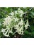 Cestrum Nocturnum Kokulu Melisa Çiçeği (Kolonya Çiçeği) 15-25 cm 3