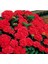 Kırmızı Ithal Ortanca Fidanı 10-20 cm 2