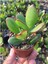 Para Ağacı Kaktüs Sukulent - Crassula Ovata - Para Çiçeği Ev Bitkisi 1