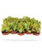 Para Ağacı Kaktüs Sukulent - Crassula Ovata - Para Çiçeği Ev Bitkisi 2