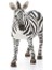 Dişi Zebra Oyuncak Figürü 2