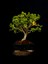 Şimşir Bonsai Yaklaşık 15 Yaşlarında 1